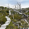 Dead Huon Pine adjacent to living population segment