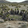 Mojave Yucca