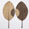 Trans-Plant No.9 (35.8 H x 34.7 W cm framed) magnolia leaves, cotton yarn Photo: Simon Cook