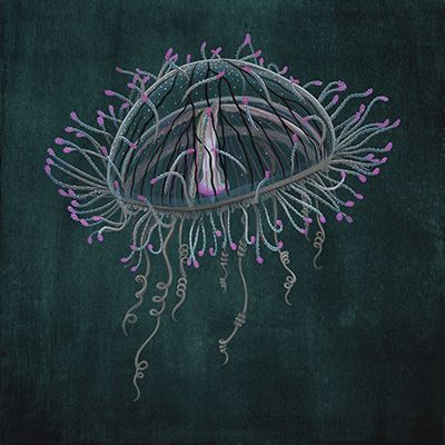 Flower Hat Jellyfish, 8