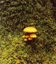 Fungi on Mount Anne, Tasmania