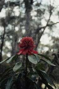 Waratah