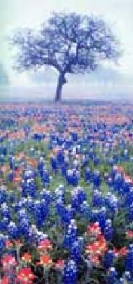 Texas Paintbrush and blue bonnets