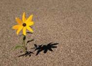 Prairie Sunflower