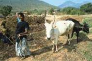 Indian women are the backbone of agriculture