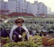 City farming in Shanghai. Photograph: Herbert Girardet