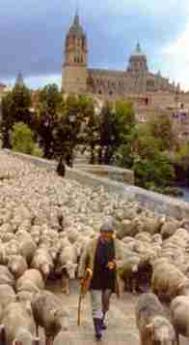 Shepherds and flocks passing through Madrid, Spain. 
