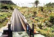 Tearing nature apart. Cactus Herb Garden, Nichinan, Japan. Photograph: Mark Power/Network