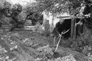 Jim Hutchins hoeing potatoes, Dolton. Photograph: James Ravilious/Beaford Archive