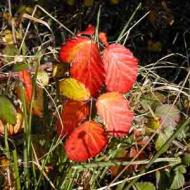 Winter bramble. Photo David Baker