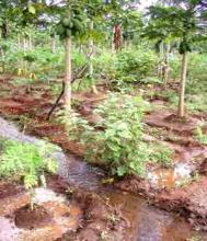 Irrigation channels and inter-cropping have transformed Patrick Jeyabalan's family farm Photograph: 