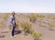 Three years later, after a lot of work from the ecovillage members, the mangroves are growing back P