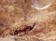 An ant carrying a wild lettuce seed, a source of food for them that Monsanto seeks to destroy throug