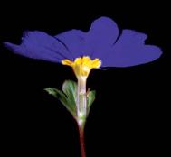 Inner view of a 'thrum flower' (Polyanthus) from Pollen:The Hidden Sexuality of Flowers, Papadakis P