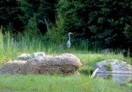 Blue Heron at the Earthen Spirituality project, New Mexico Photograph: Jesse Wolfhardin 