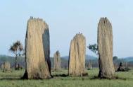 Termite mounds, Australia Photograph: Martin Harvey/Still Pictures