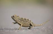 Desert Chameleon Photograph: Ingo Arndt/Naturepl.Com