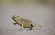 Desert Chameleon Photograph: Ingo Arndt/Naturepl.Com