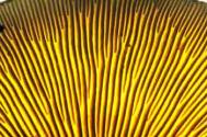 Mushroom gills Photograph: Steve Taylor/Science Photo Library