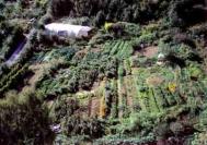 Organic agriculture in Wales Photograph: David Woodfall/Still Pictures