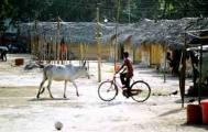 The roofs from a temporary camp, made of coconut thatch, are much cooler and cheaper than the common