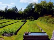 Raised beds at the Oakcroft Organic Garden. Photograph: Lorna Howarth