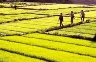 Satvik farming Photograph: Thomas Roetting/Still Pictures