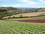 A diverse range of lettuce farmed organically at Riverford. Photograph: Riverford Organics