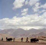 Planting barley in Ladakh, India. Photograph: Stuart Franklin/Magnum