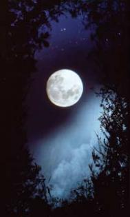 Full moon briars Photograph: Susan Derges