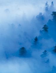 Redwood National and State Park, California, from Americaâ€™s Parks, with photographs by Philippe Bo