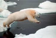Polar bear numbers are decreasing as their habitat dwindles because of global warming Photograph: Da