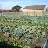 Bonteheuwel community gardenPhotographs: Courtesy Soil For Life