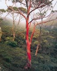 Snow gum, Waterfall Valley,