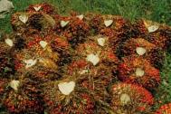 Palm nuts harvested and ready for processing photograph: Oscar P. Siagian