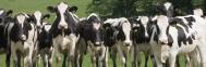 Friesian heifers. Photograph: Jean Frooms/Istockphoto.com