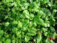 Lamb’s Lettuce. Photograph: David Baker