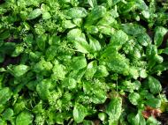 Lamb’s Lettuce. Photograph: David Baker