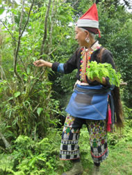 Harvesting in a forest tea-garden PHOTOGRAPH: SELENA AHMED