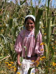 A Rarámuri woman harvesting corn Photograph: Luisa Maffi/Terralingua