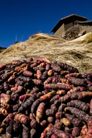 The oca. Photograph courtesy: David Lauer