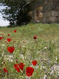 A Wild Garden of Persegadae, Iran, Photograph: Stephen Kent/Istockphoto