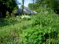 The Forest Garden at Schumacher College, Photograph courtesy: Justin West