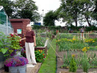 People enjoying the allotments. Photographs: courtesy Judy Wilkinson/ARI