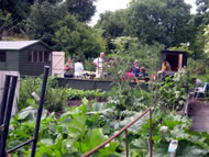 People enjoying the allotments. Photographs: courtesy Judy Wilkinson/ARI