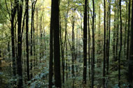 Great Smoky Mountains National Park, North Carolina/Tennessee. Photograph: Randy Olson/National Geographic Stock
