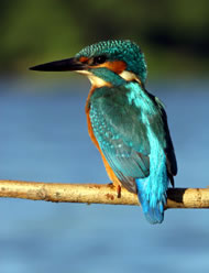 A Kingfisher. Photograph: Istockphoto