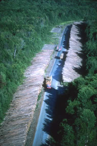 Logs stored along a road leading to paper mill in Maine, USA. Photograph: Alex S. Maclean/Still Pictures 