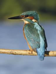 Beautiful Male Kingfisher. Photograph: Andy Gehrig/Istock