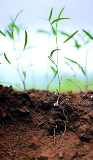 Green manures are part of a farmers' toolkit to sequester vast amounts of carbon Photograph: Jason Ingram/jasoningram.co.uk